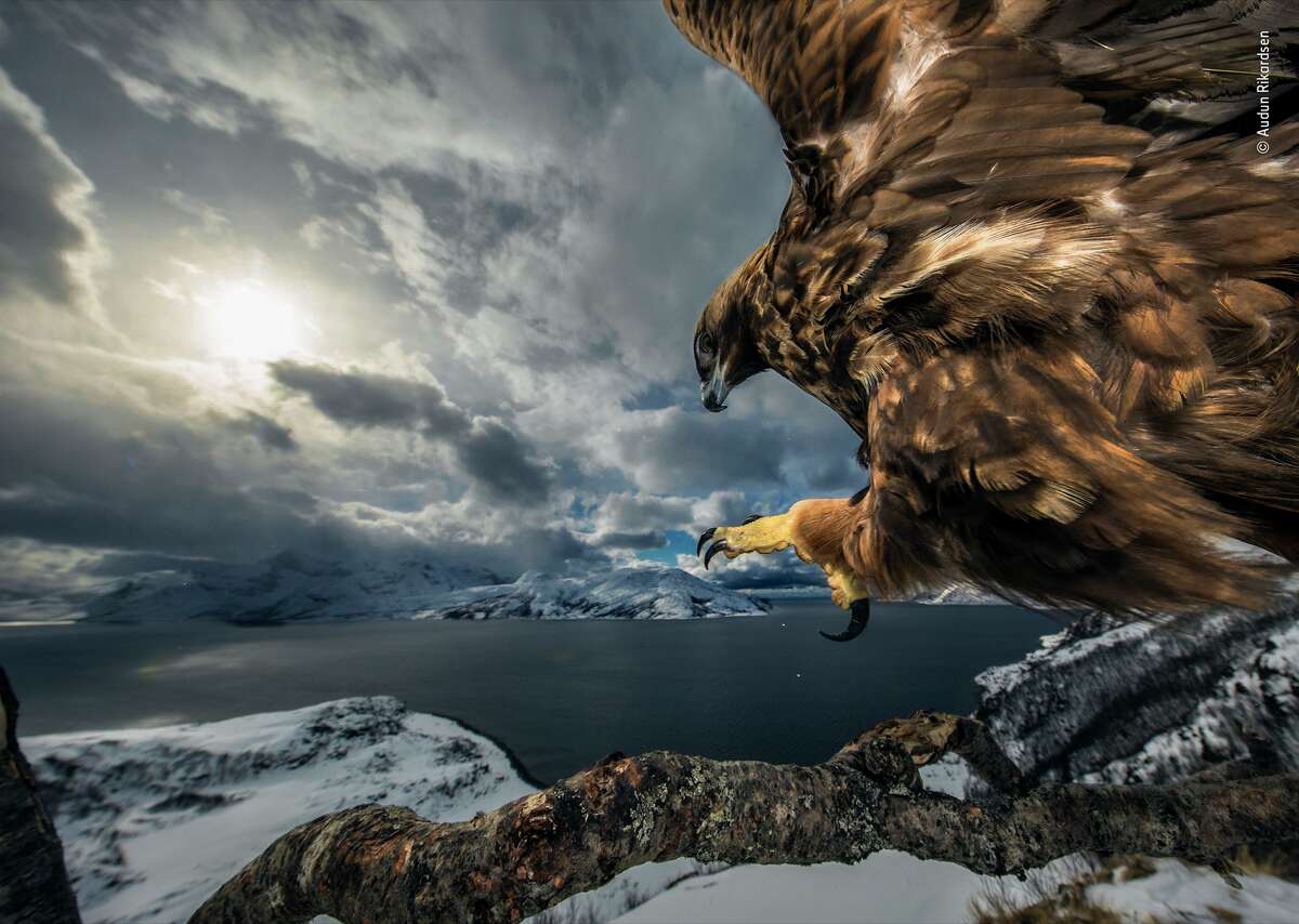 "Land of the Eagle" by Audun Rikardsen, Norway — Winner 2019, Behavior: Birds. High on a ledge, on the coast near his home in northern Norway, Audun carefully positioned an old tree branch that he hoped would make a perfect golden eagle lookout. To this he bolted a tripod head with a camera, flashes and motion sensor attached, and built himself a hide a short distance away. From time to time, he left road-kill carrion nearby. Very gradually – over the next three years – a golden eagle got used to the camera and started to use the branch regularly to survey the coast below. Golden eagles need large territories, which most often are in open, mountainous areas inland. Audun’s painstaking work captures the eagle’s power as it comes in to land, talons outstretched, poised for a commanding view of its coastal realm.