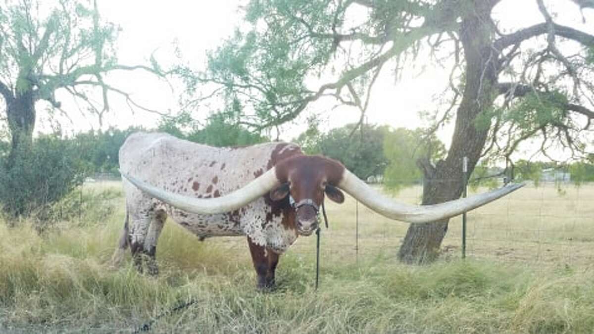 West Texas longhorn unofficially breaks Guinness world record for
