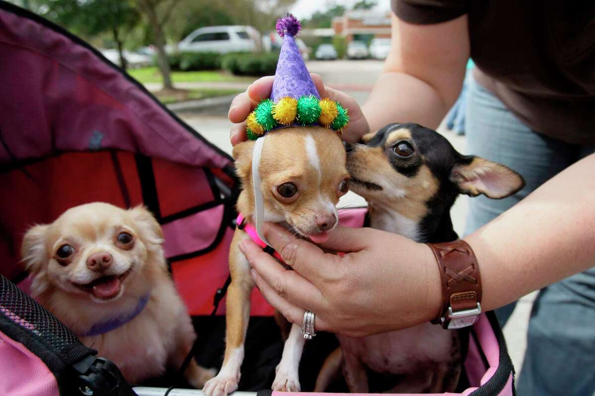 Dogs may love party hats, but many hate fireworks.