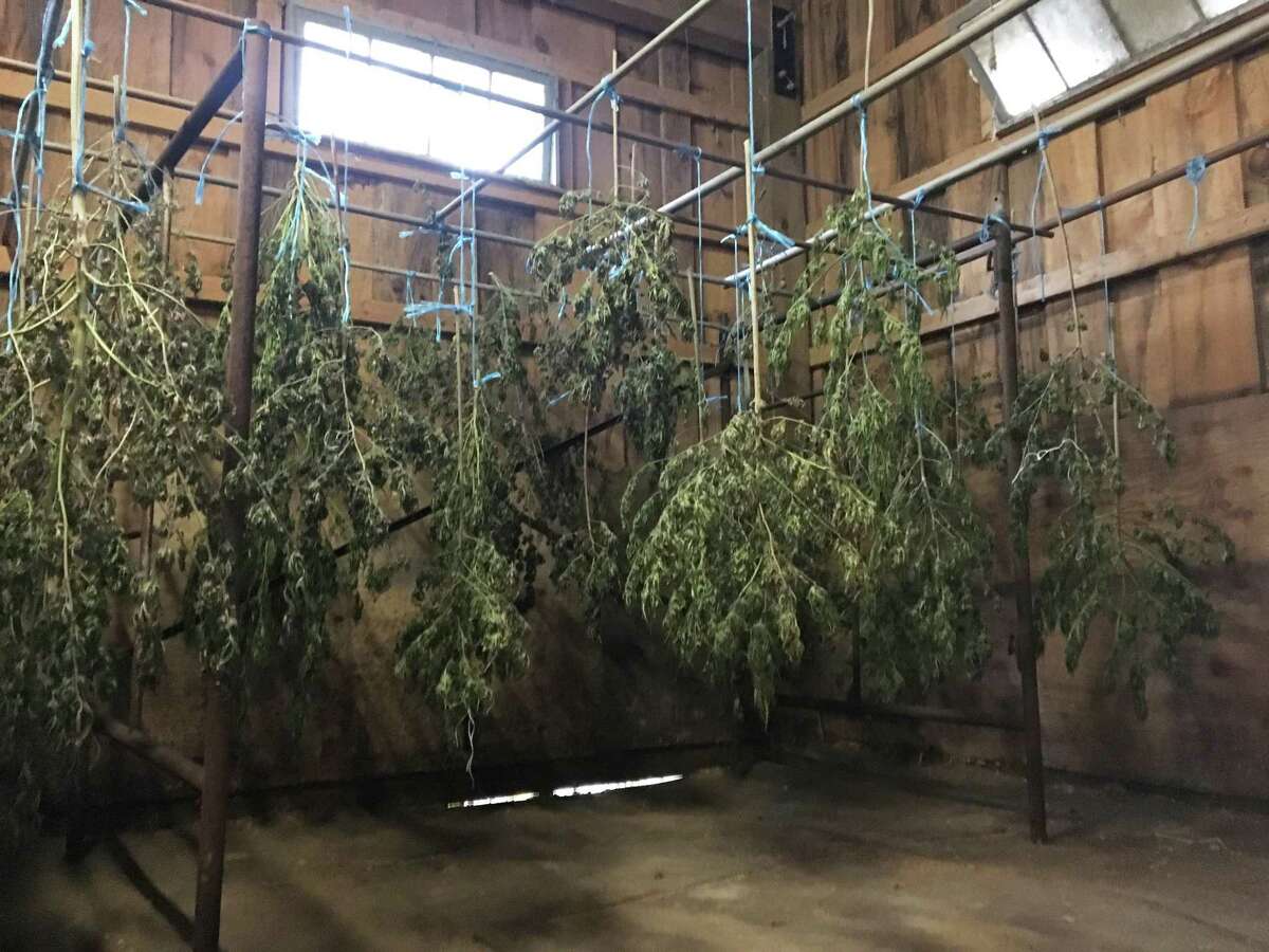 Drying hemp plants hang in Curtis Ek's barn in New Milford. About 85 percent of his crop was stolen. Friday, Oct. 18, 2019.