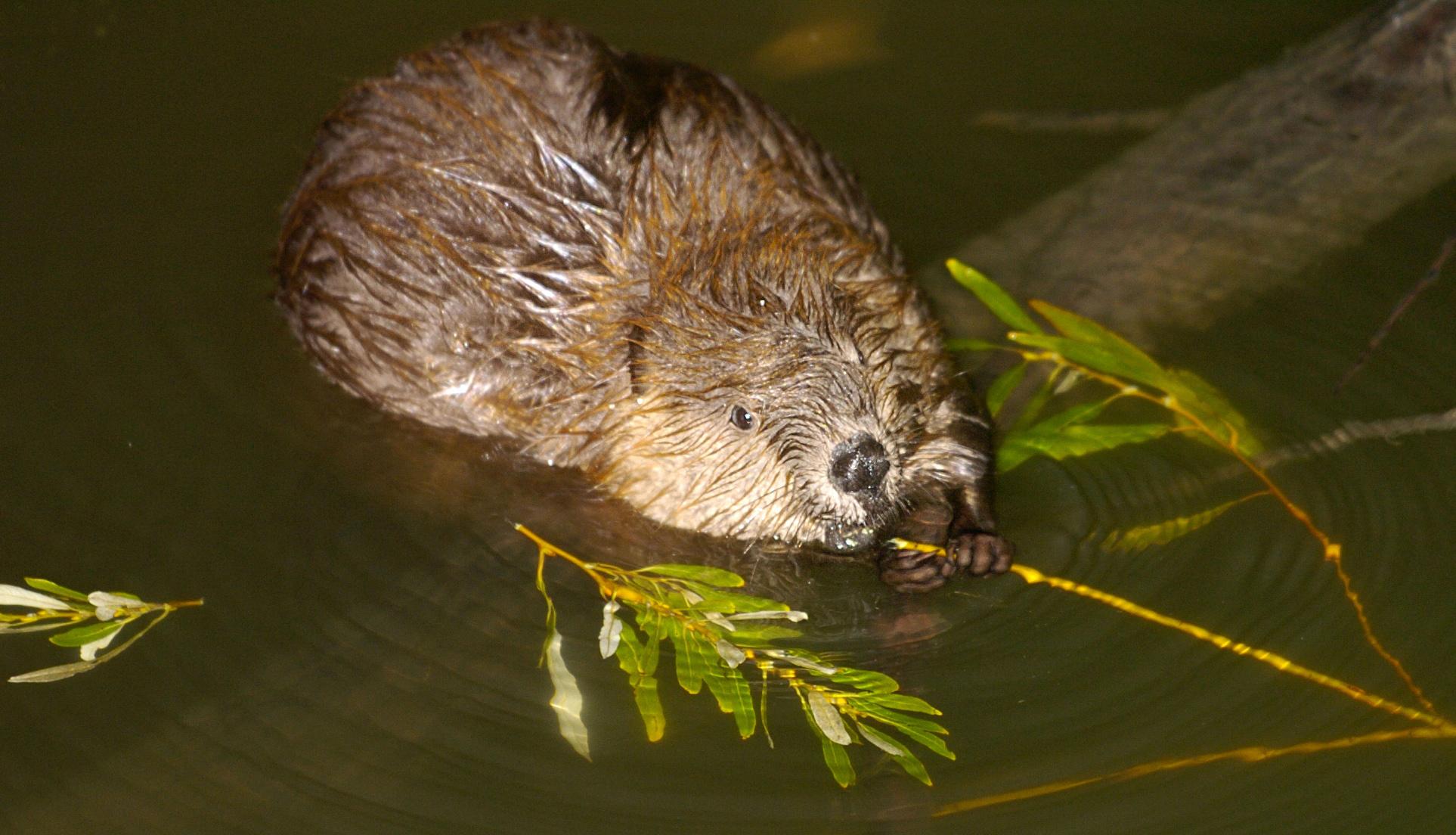 Бобры газ. Животные около запруды. Wet beavers looking for Wood. Beaver Emoji.