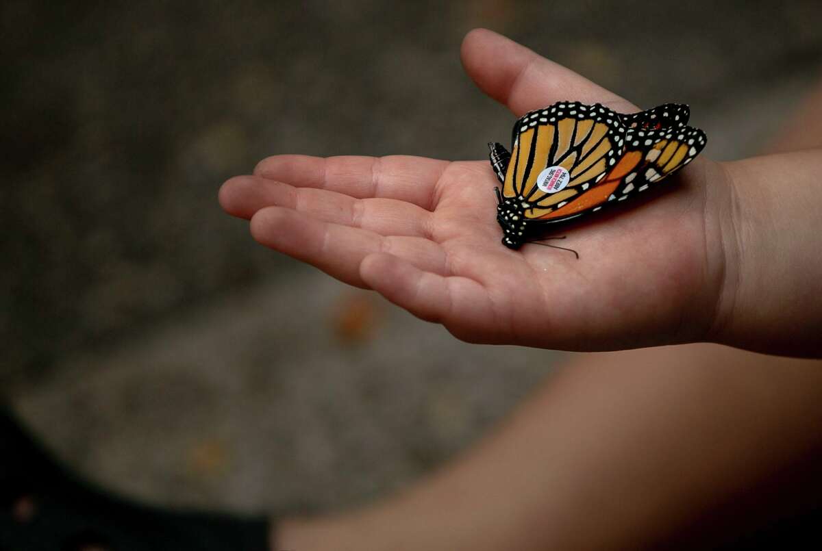 A young attendee holds a tagged monarch butterfly at last year’s Monarch Butterfly and Pollinator Festival at Pearl in San Antonio. This year’s event will honor lost loved ones by tagging monarchs with their names.