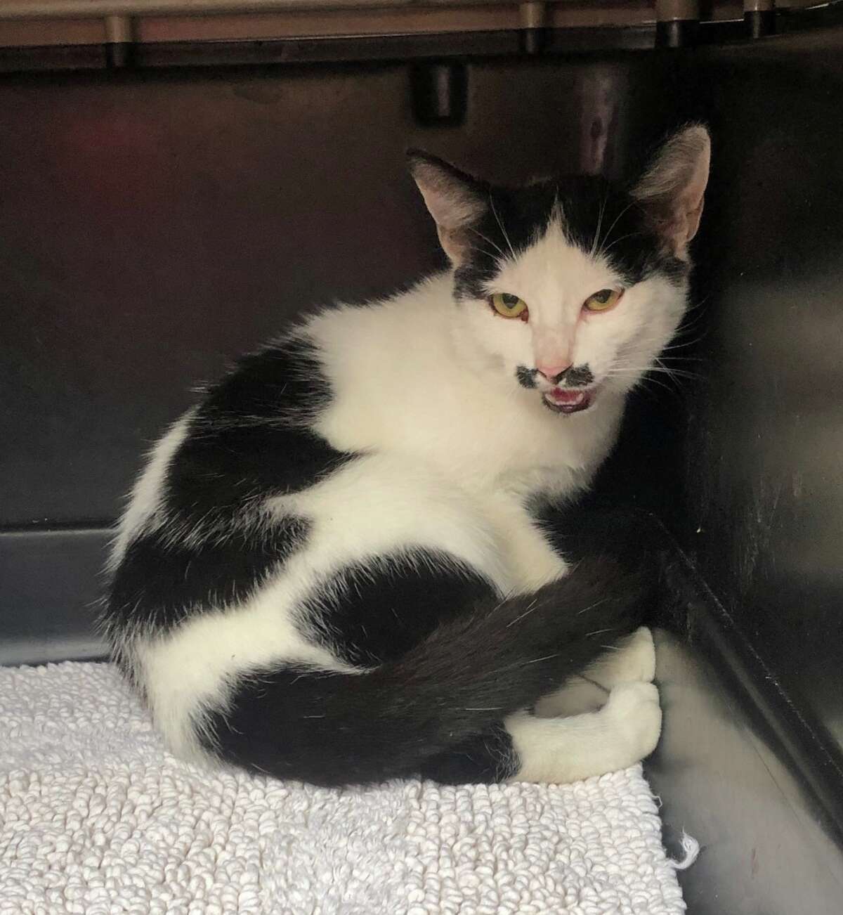 Houston SPCA rescued a 6-month-old kitten who was trapped between six lanes of fast-moving traffic near 610 and 59 on Sunday. >>>PHOTOS: Why Houston is one of the least pet-friendly cities...