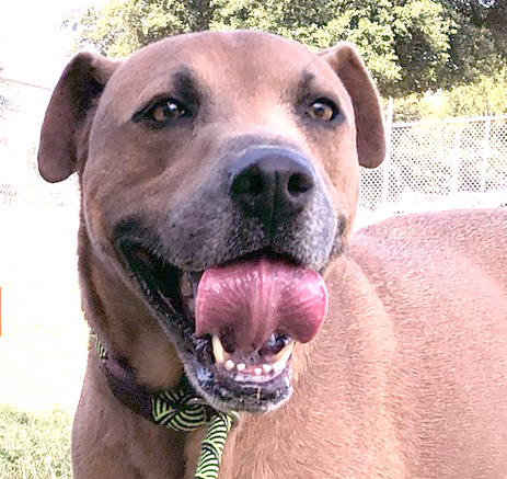 Dog abandoned with newborn pups on Christmas Eve in search for home