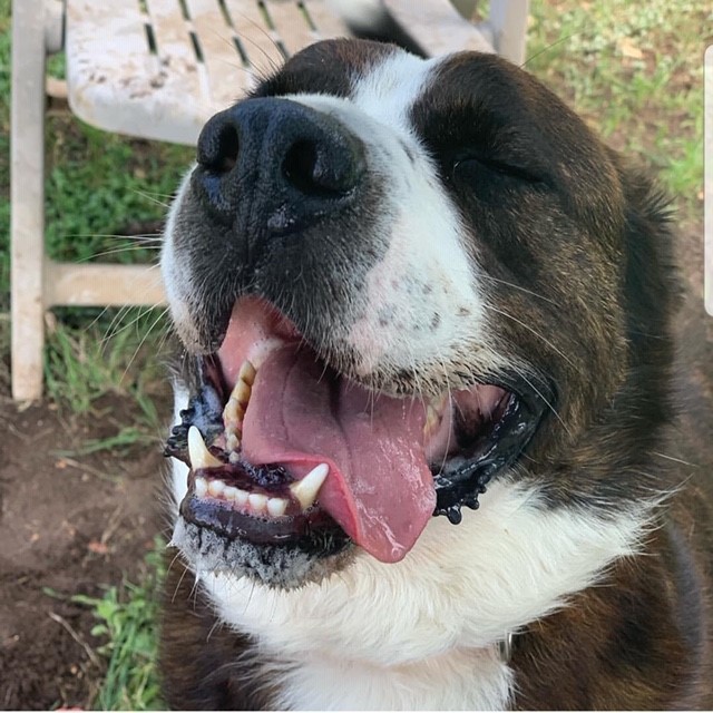 spca st bernard