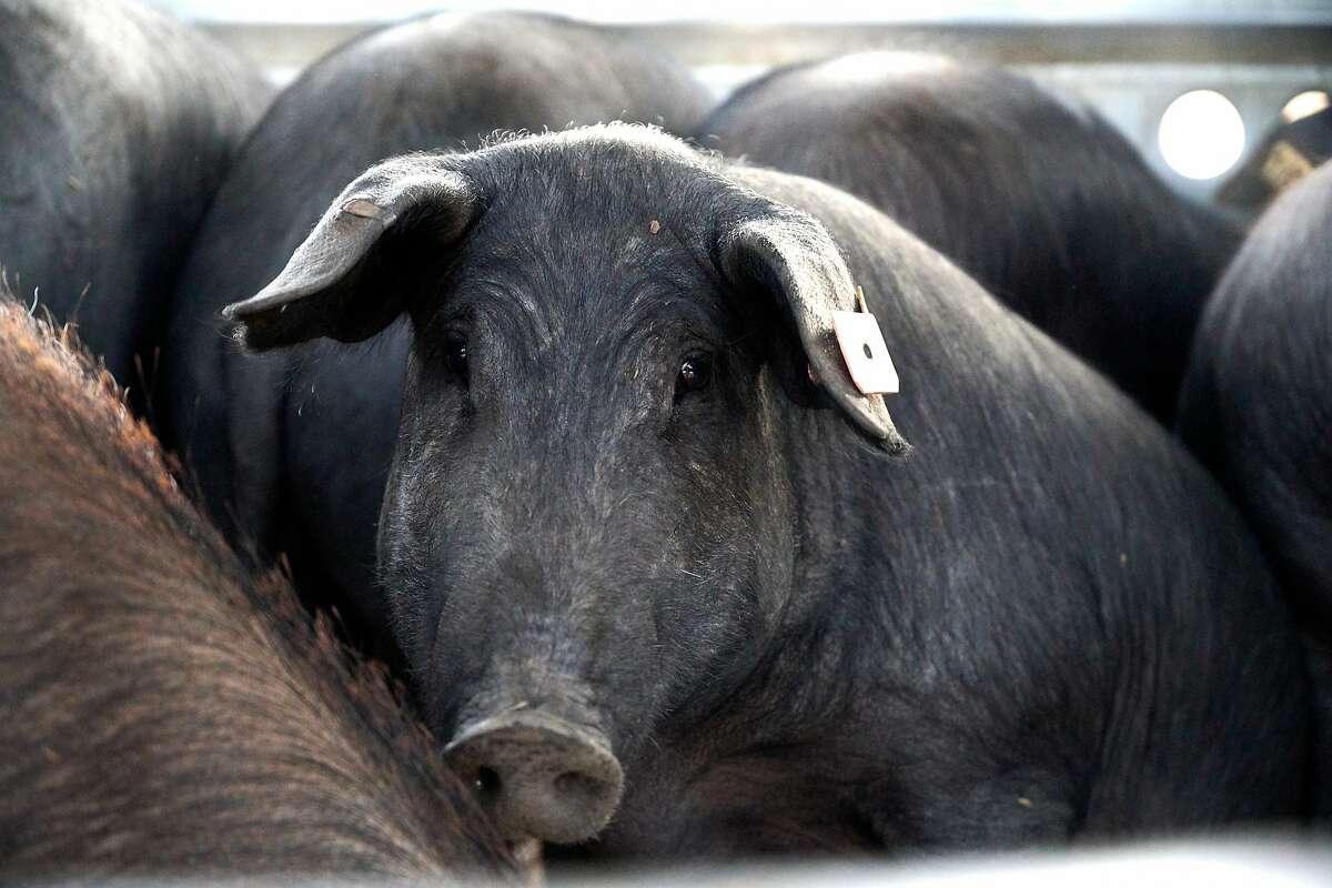 An Encina Farms’ Iberico Pig is seen on Friday, Sept. 20, 2019 in Middletown, Calif.