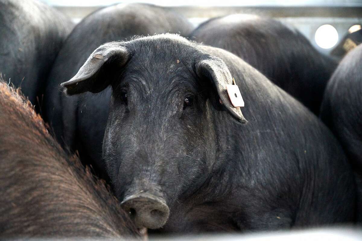 For the first time, Spain’s prized Iberian pigs being raised in California