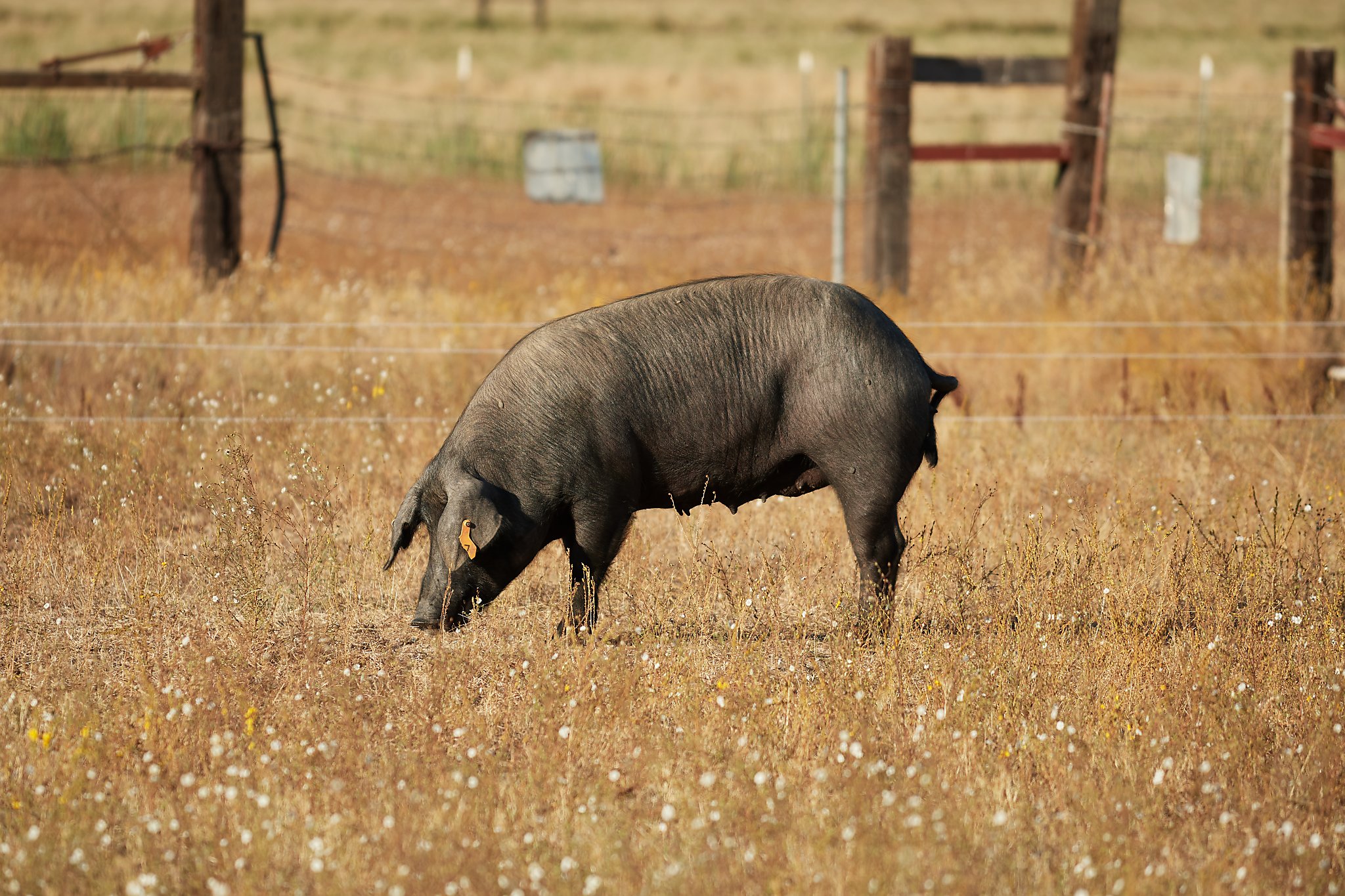 For the first time, Spain’s prized Iberian pigs being raised in California