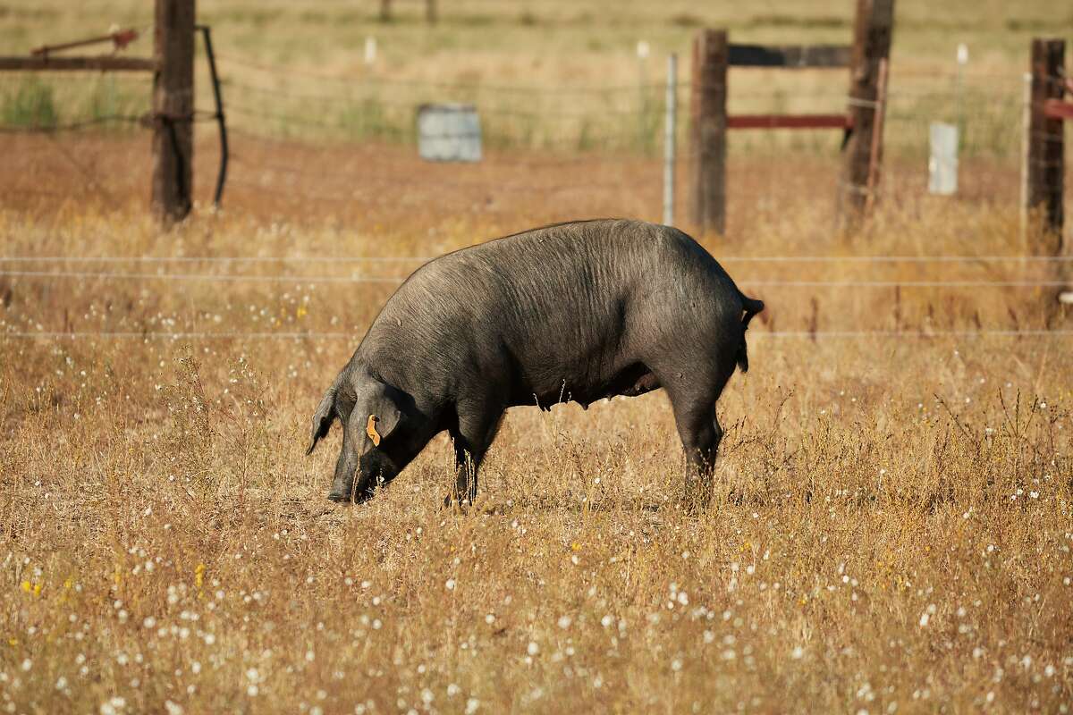 Encina Farms’ Iberico Pigs are seen on Friday, Sept. 20, 2019 in Middletown, Calif.