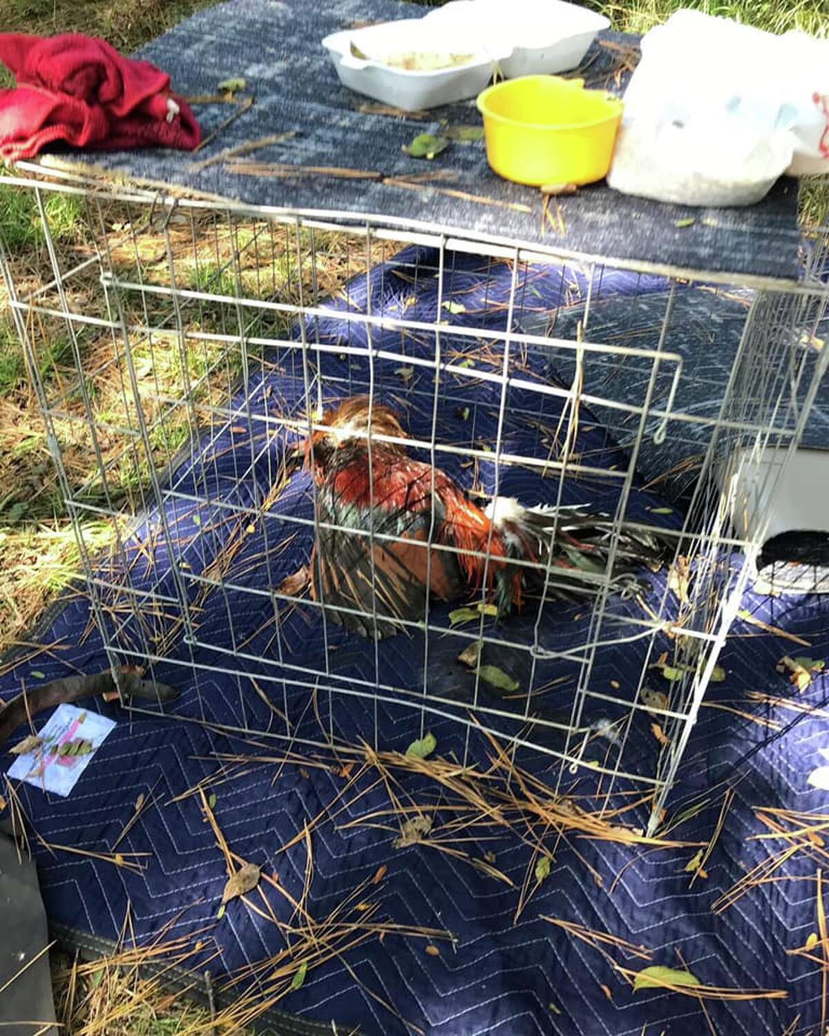 114 Roosters Wearing Steel Blades Seized In Connection To Alleged Cockfighting Ring In Grimes County 