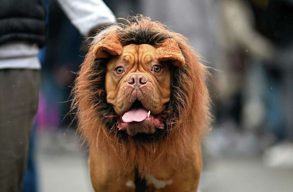 Good dogs like this one dressed in a lion costume can compete for prizes at a costume contest Saturday at the Pearl.