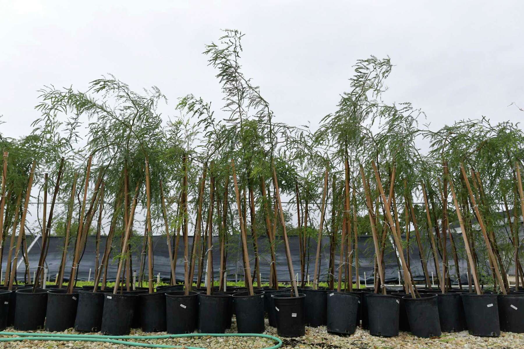 Argentina Helping To Improve The Native Texas Mesquite Argentina Helping To Improve The Native Texas Mesquite