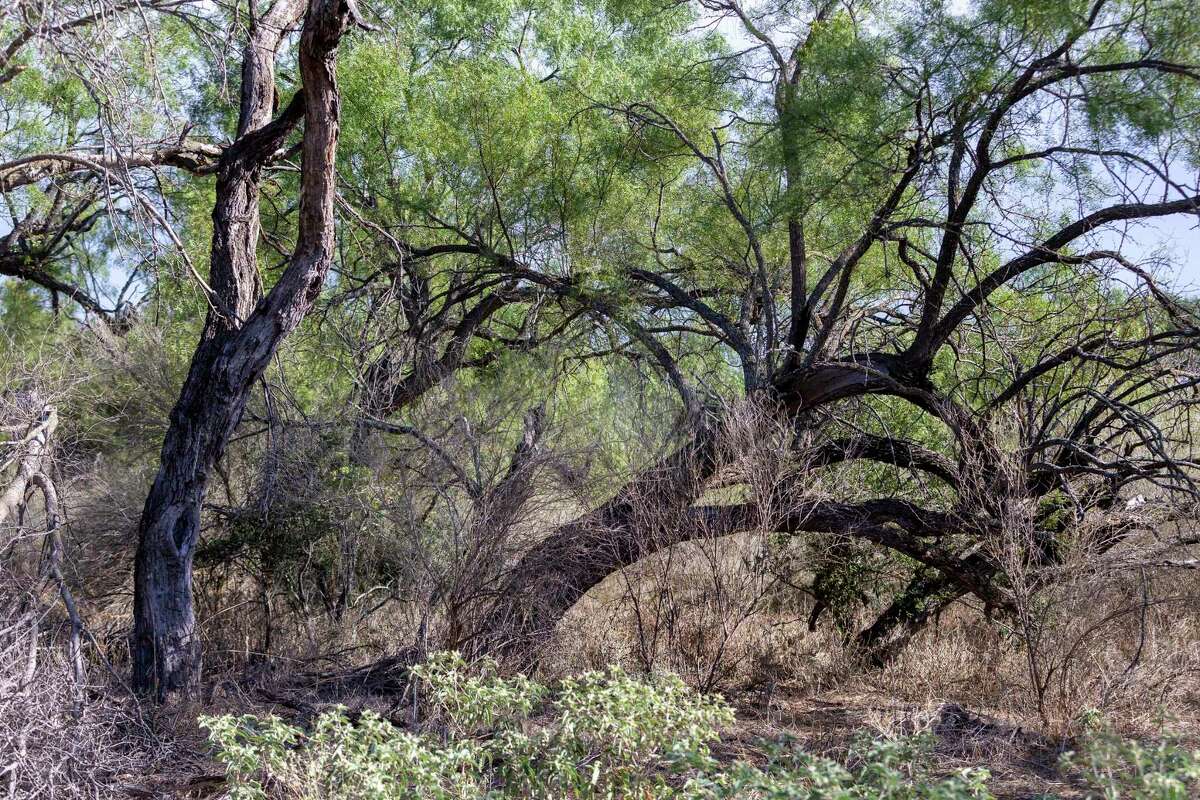 Argentina helping to improve the native Texas mesquite