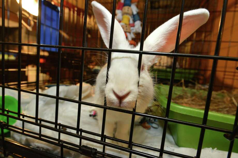 Rabbits Bred For Consumption Rescued In Norwalk The - 