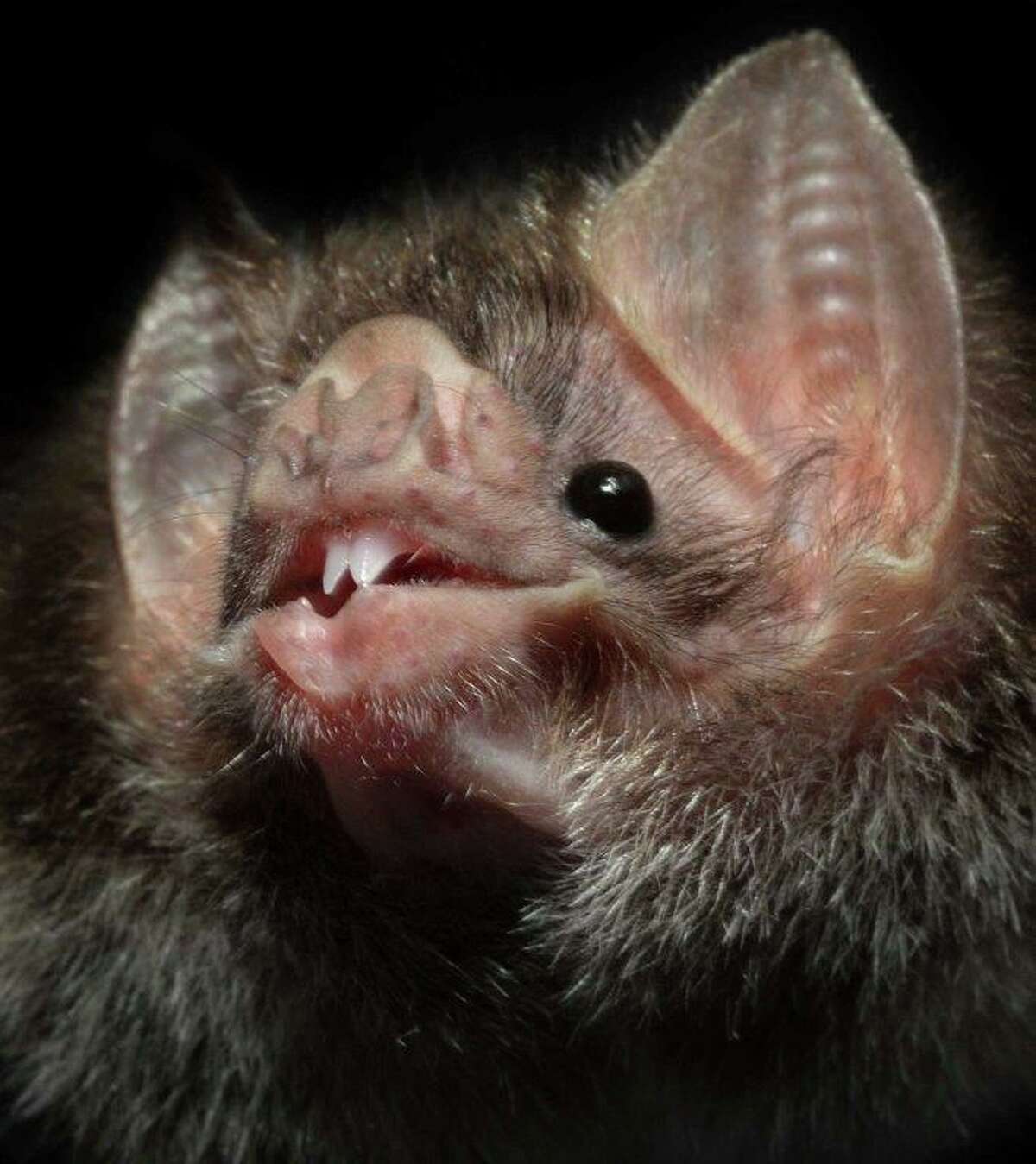 Bat Week celebration at Connecticut’s Beardsley Zoo