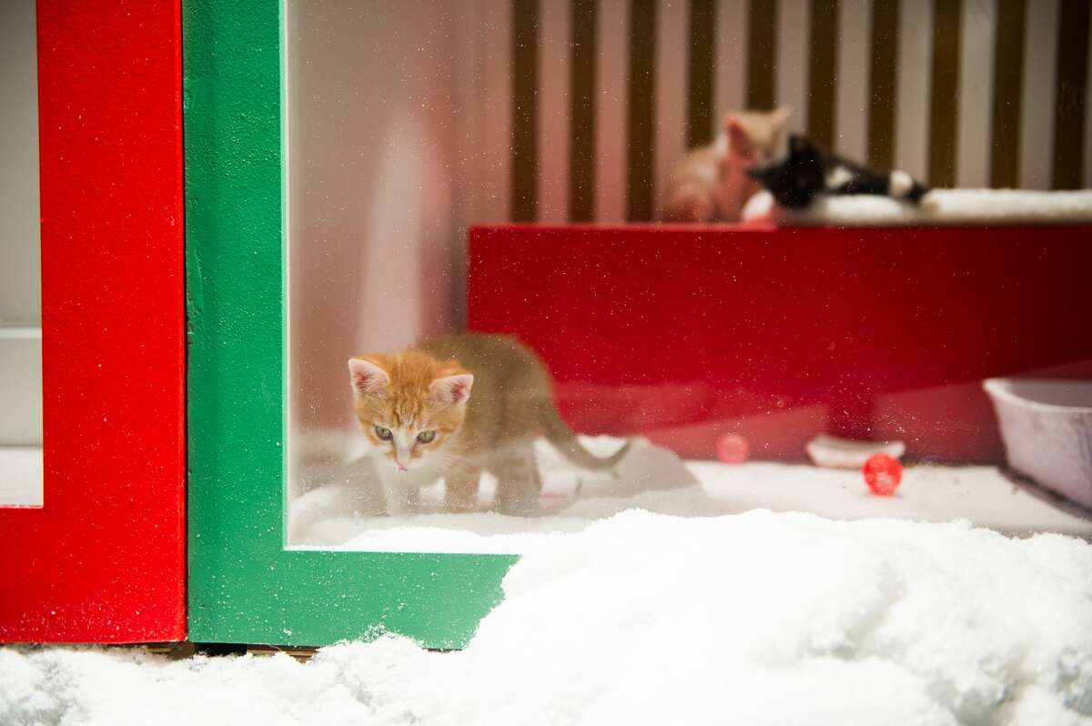 Visitors watch the adoptable puppies and kittens at the Macy's windows in San Francisco in 2018.