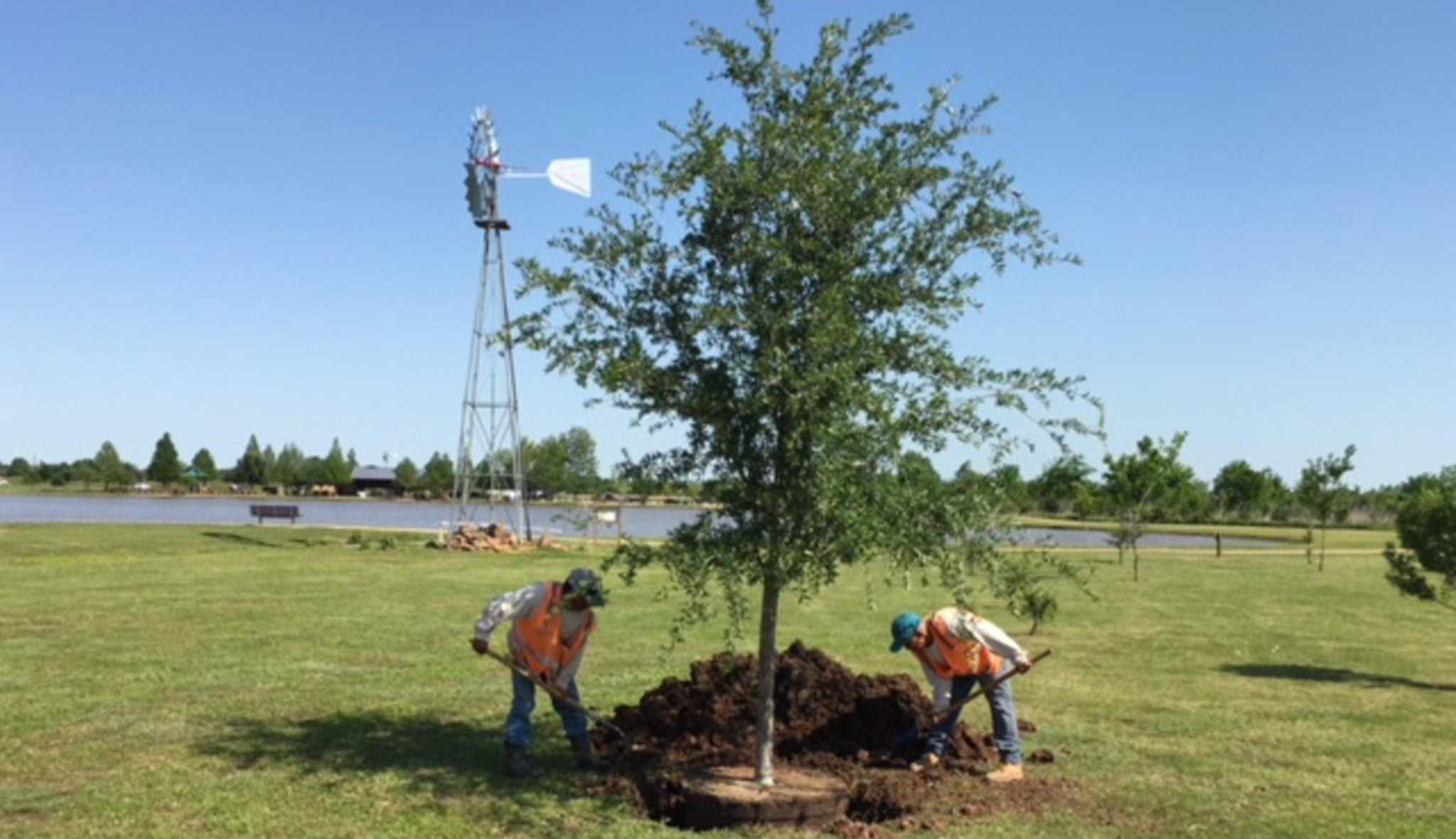 Now is the time to plant shade trees in your San Antonio garden