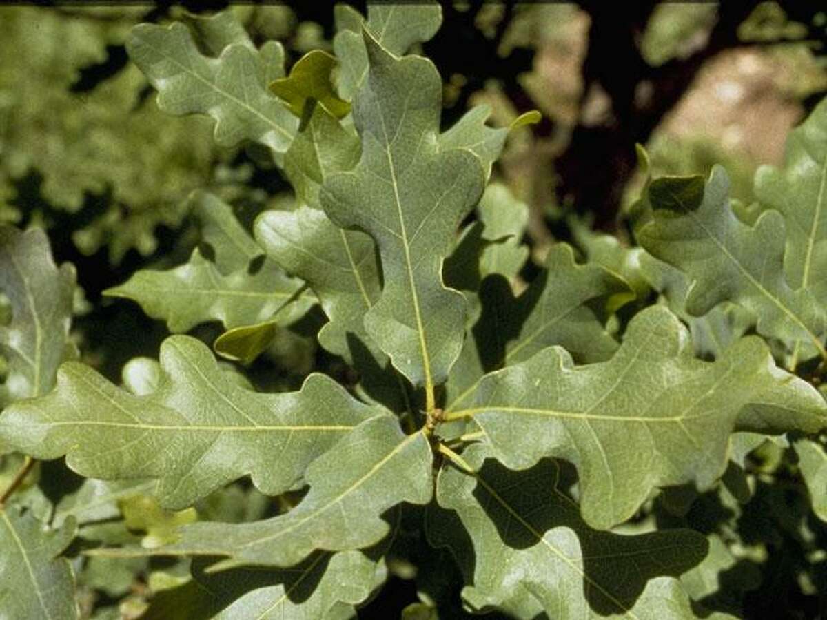 Now is the time to plant shade trees in your San Antonio garden