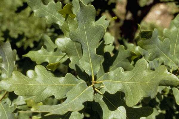 Now is the time to plant shade trees in your San Antonio garden