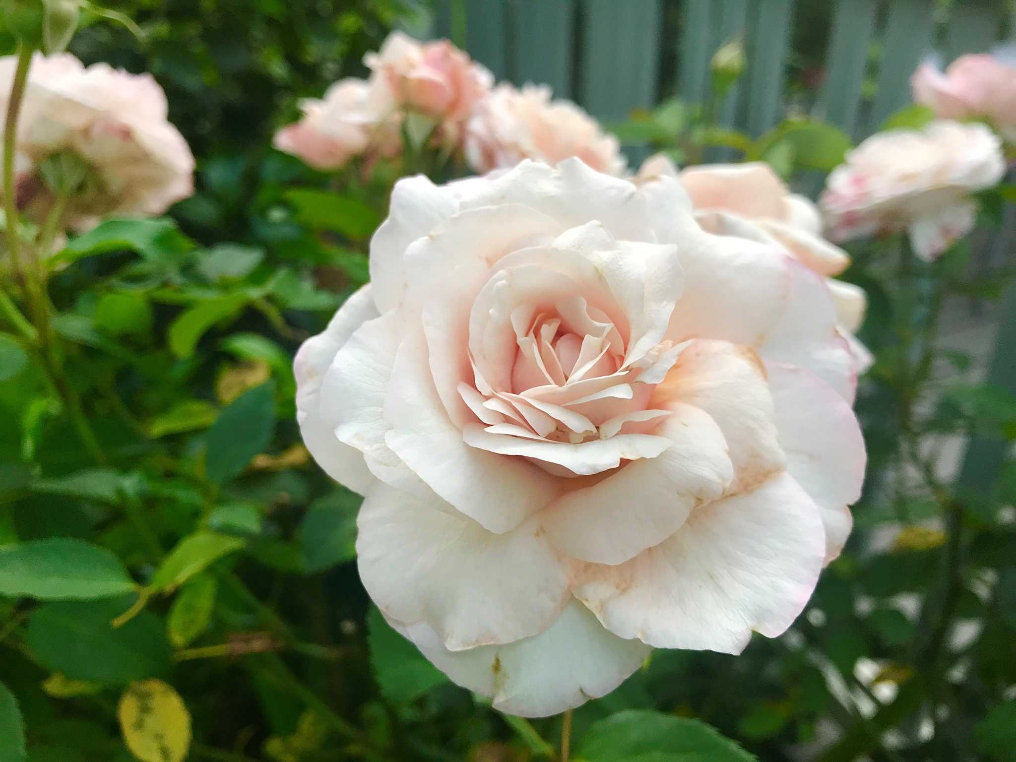 Texas’ Antique Rose Emporium introduces 3 winning roses