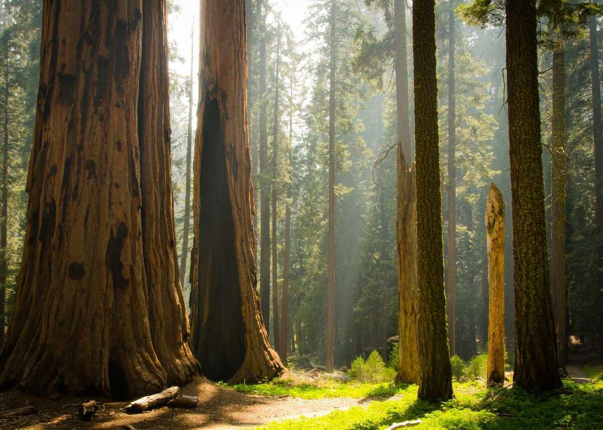 Some of the largest trees in the world, ancient towering sequoias, can be found in Sequoia and Kings Canyon national parks. The parks are removing all references to Gen. Robert E. Lee from park signage and media. Two trees in the parks were named after the Confederate leader at the end of the 19th and beginning of the 20th centuries.