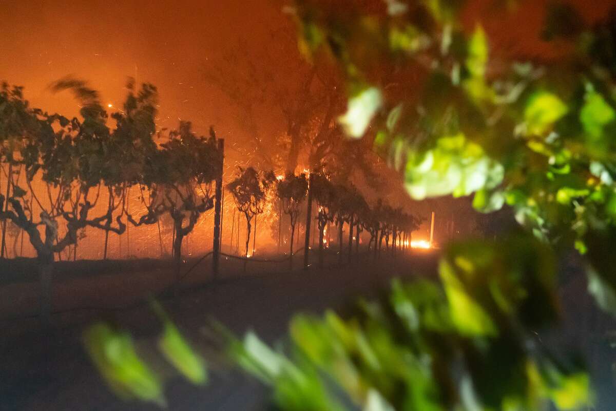 High winds blows a vineyard on Thursday, Oct. 24, 2019, in Geyserville, Calif.