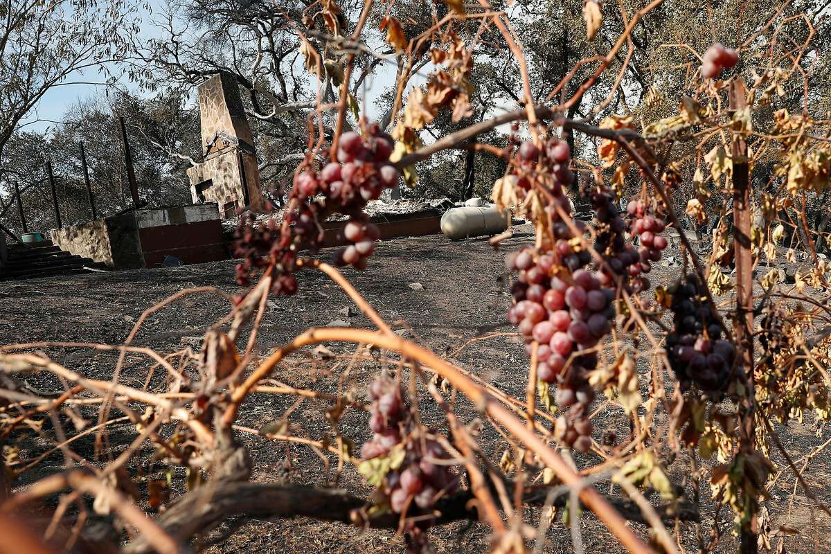 Charred grapevines near the house of Julia Jackson of the Kendall-Jackson wine family during Kincade Fire in Geyserville, Calif., on Thursday, October 24, 2019.