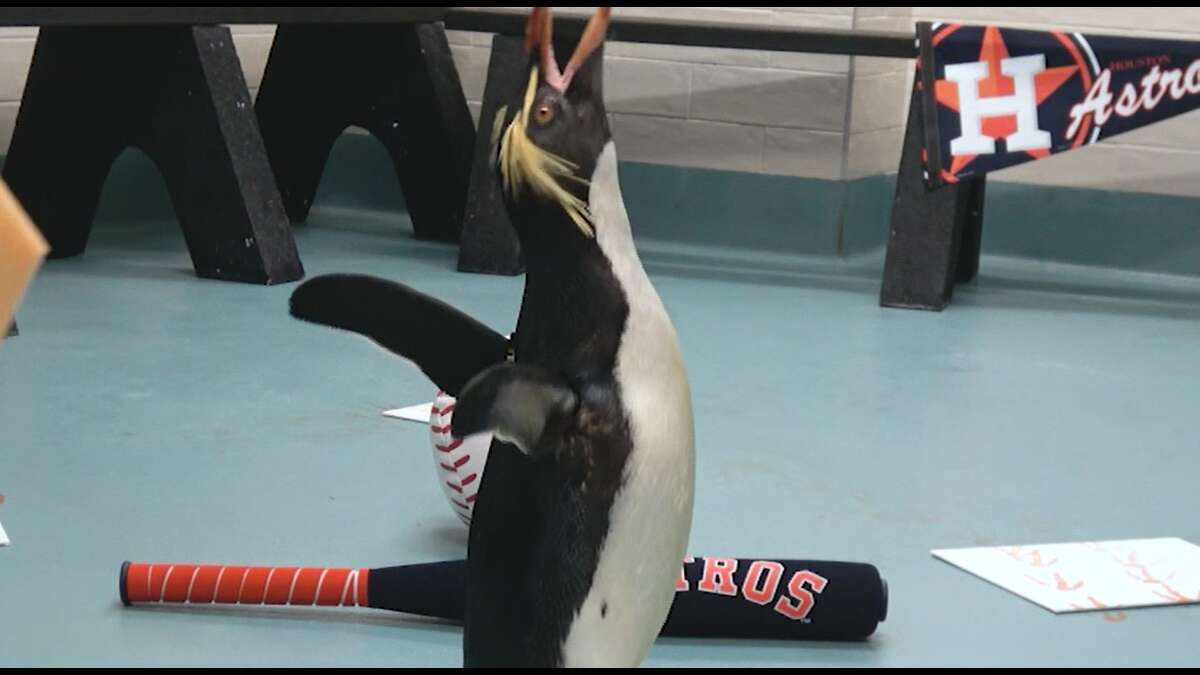 Moody Gardens Penguins Have A Ball Cheering On Astros Ahead Of World ...