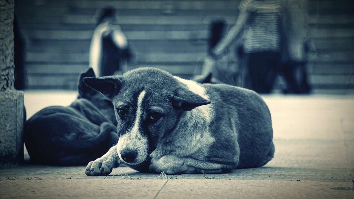 Animal cruelty could soon become a federal felony Animal cruelty could soon become a federal felony