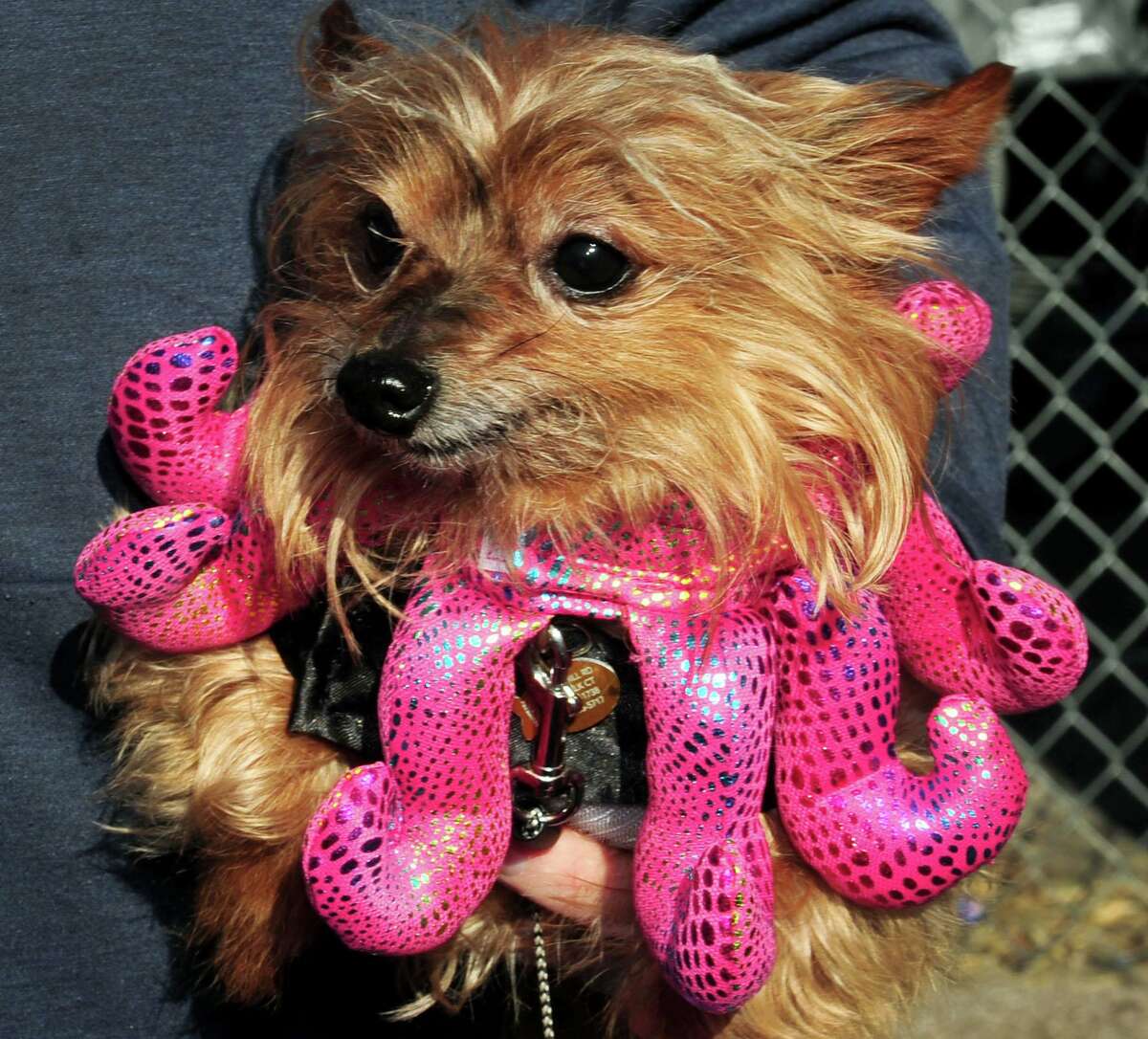 In photos Halloween weekend 2019