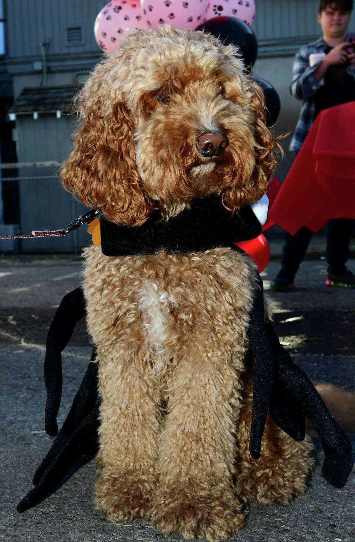Photos Pups strut in Stew Leonard's Barkfest costume contest