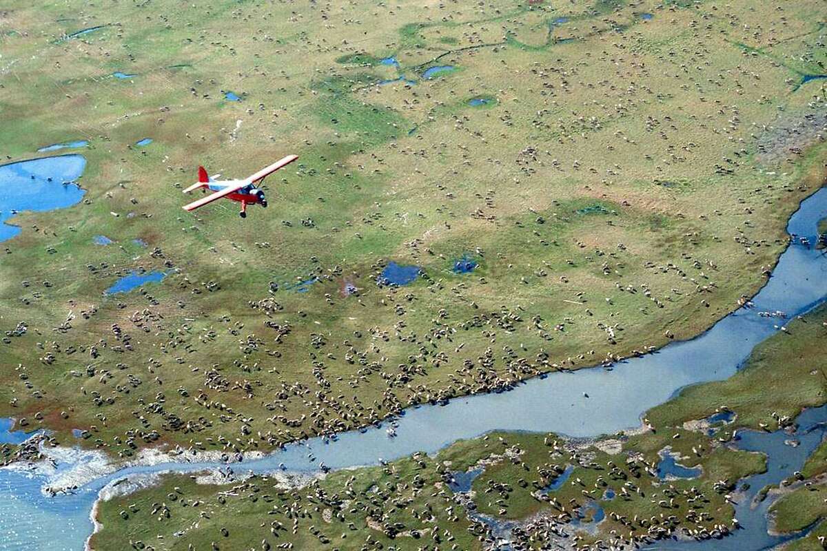 FILE - In this undated photo provided by the U.S. Fish and Wildlife Service, an airplane flies over caribou from the Porcupine Caribou Herd on the coastal plain of the Arctic National Wildlife Refuge in northeast Alaska. The refuge takes up an area nearly the size of South Carolina in Alaska's northeast corner. The Interior Department hopes to conduct a lease sale by the end of the year. The U.S. Geological Survey estimates the plain holds 10.4 billion barrels of oil. U.S. Sen. Lisa Murkowski, R-Alaska, calls the coastal plain North America's greatest prospect for conventional petroleum production. Congress did not take a direct vote on opening the refuge. Instead, a provision for lease sales was included in President Donald Trump's Tax Cuts and Jobs Act in Dec. 2017. More than 30 groups have joined a coalition, the Arctic Refuge Defense Campaign, dedicated to protecting the refuge, which provides breeding habitat to polar bears, migratory birds and the Porcupine Caribou Herd shared with Canada. (U.S. Fish and Wildlife Service via AP)