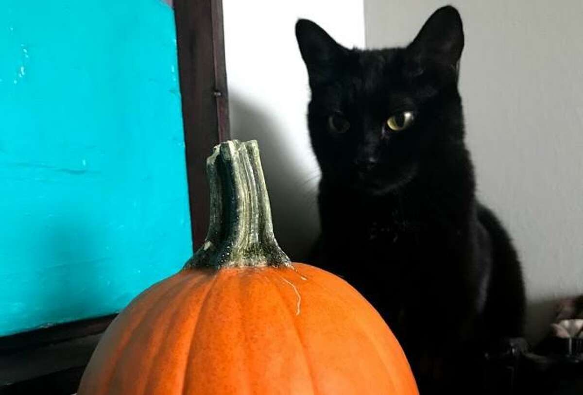 Why black cats are harder to adopt