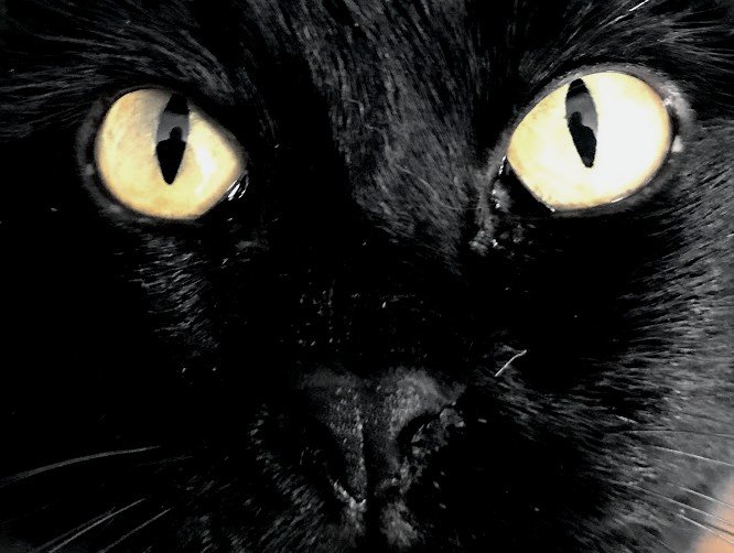 Why black cats are harder to adopt