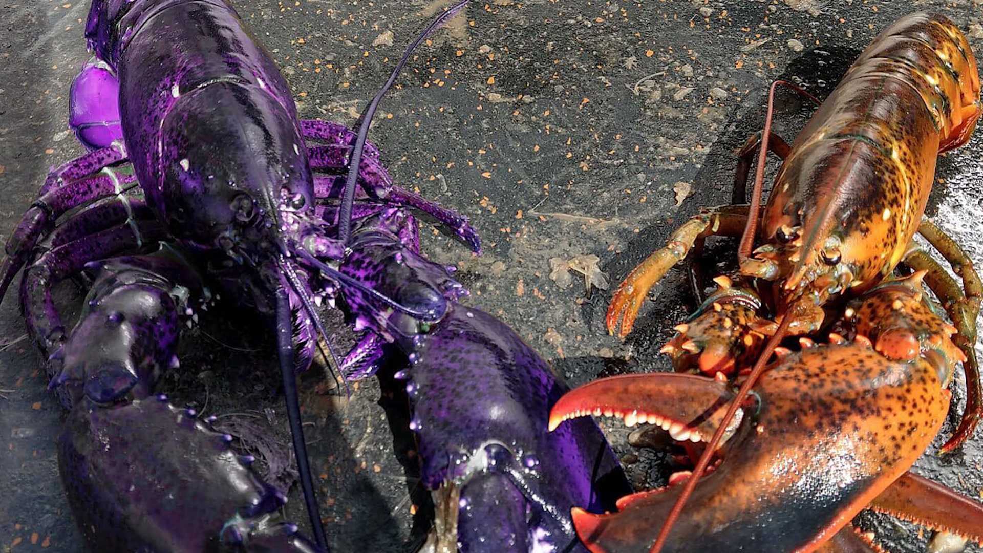 purple lobster