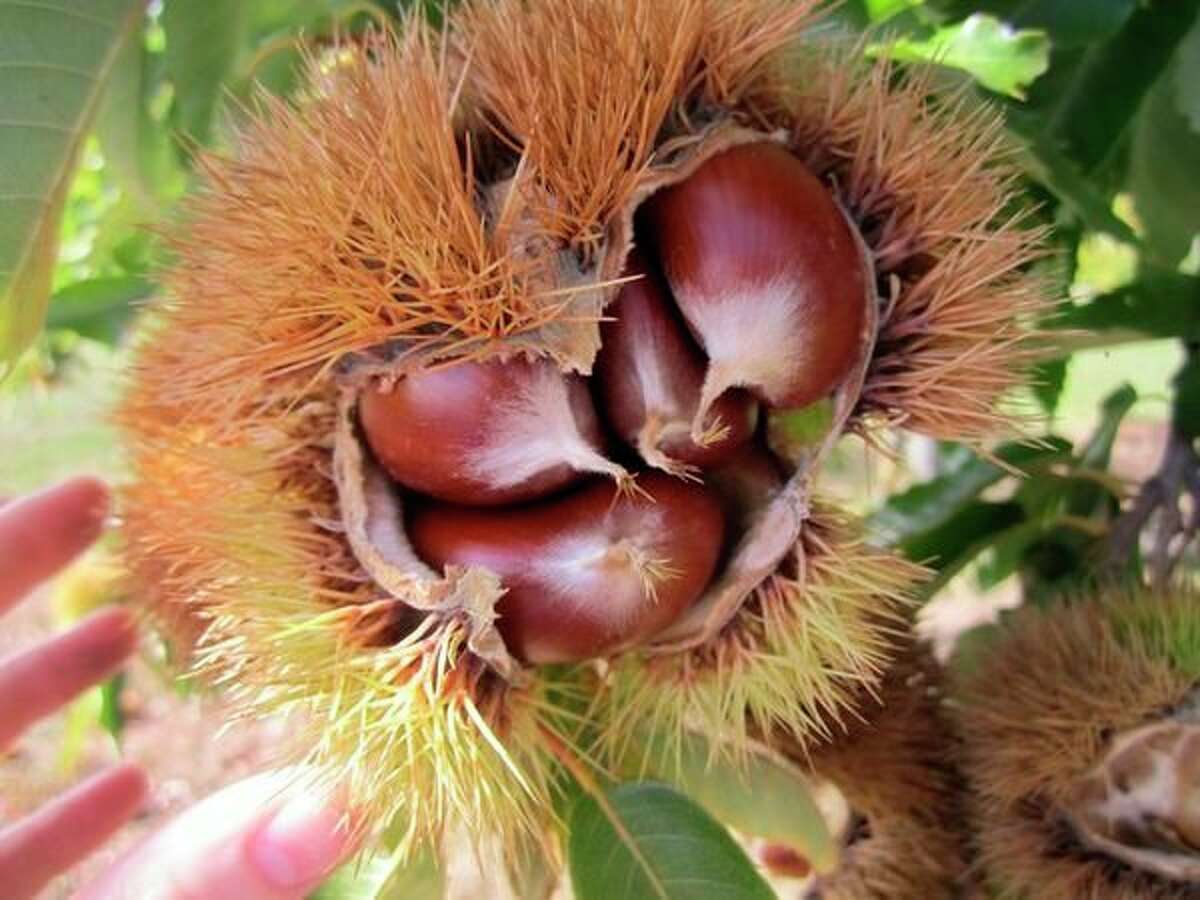 What s The Difference Between Horse Chestnuts And Sweet Chestnuts 