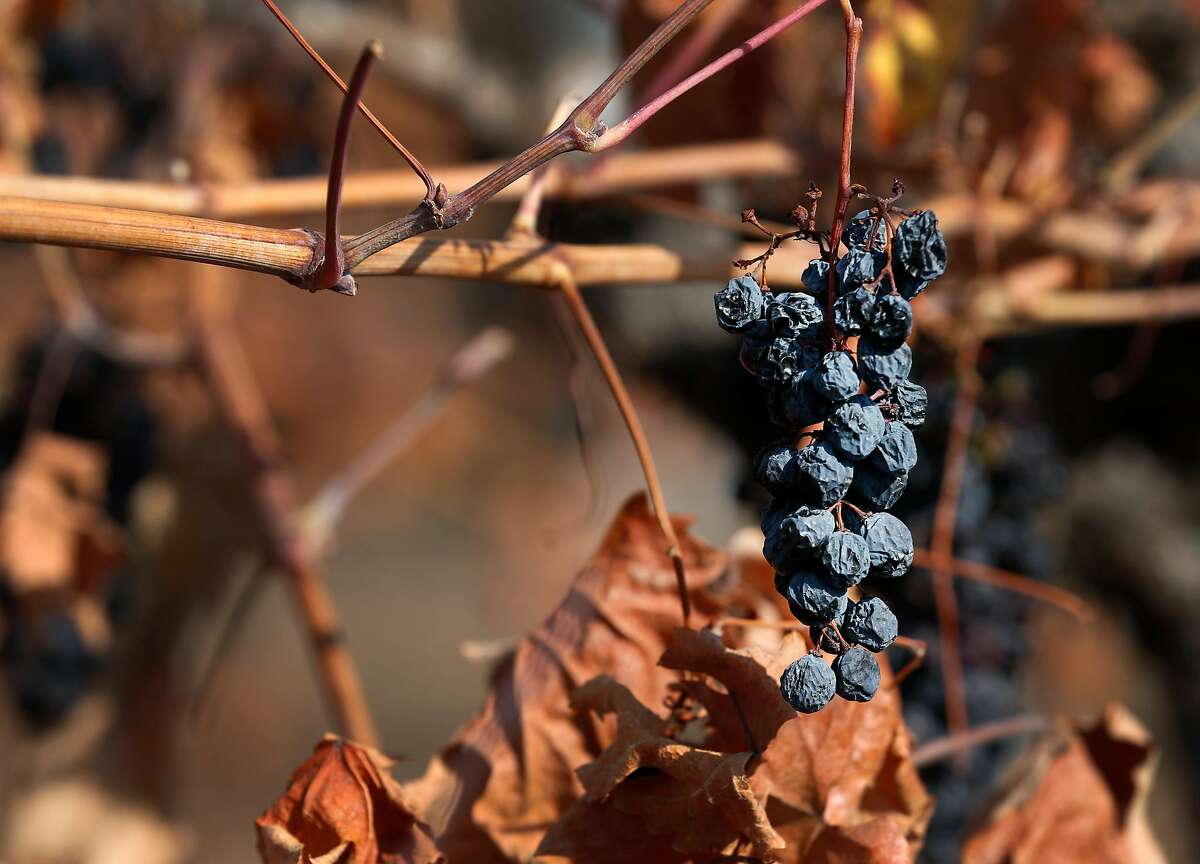 Grapes remain on a vine damaged by fire in Will Bucklin's Old Hill Ranch vineyard in Glen Ellen, Calif. on Thursday, Nov. 2, 2017. Bucklin only lost a small percentage of the vines in last month's devastating Wine Country fires.