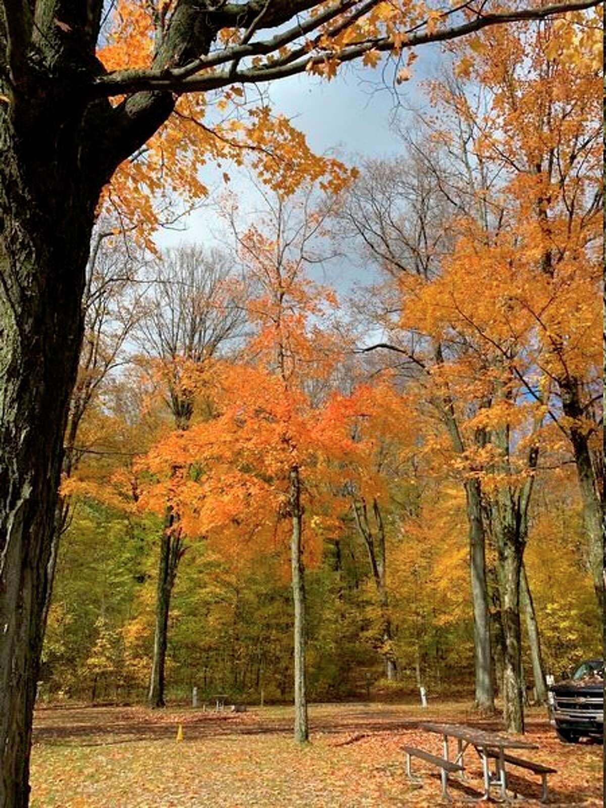 Reed City city council is moving ahead with plans to develop a disc golf course at Rambadt Park. The course is expected to be completed by next spring. (Herald Review photo/Cathie Crew)