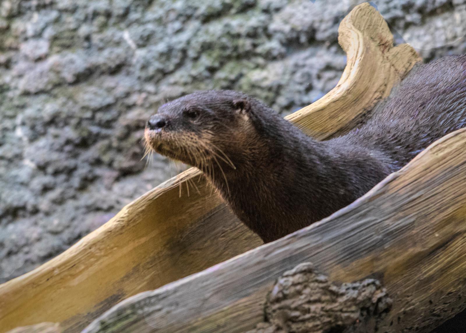 Beardsley Zoo river otter dies