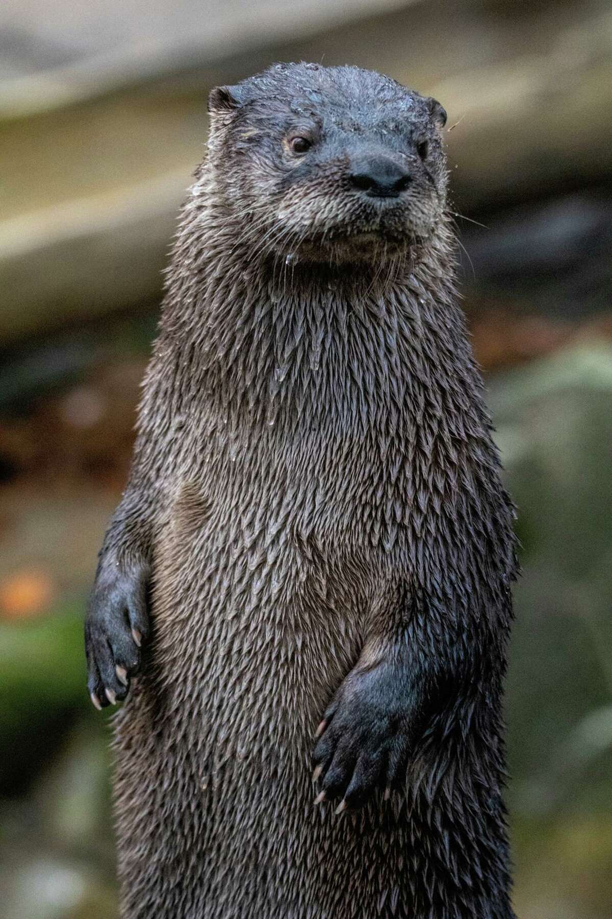 Beardsley Zoo river otter dies