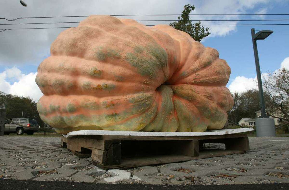 The CT Giant Squash and Pumpkin Grower's Association's winning pumpkin.