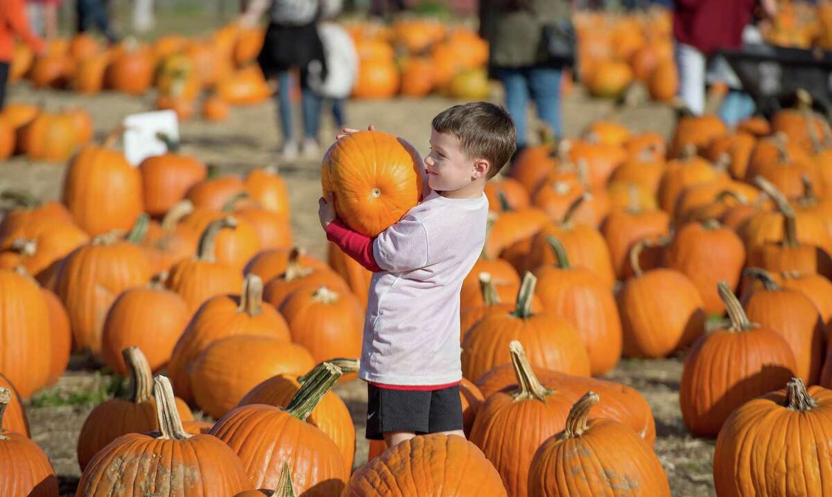 Owen Palmieri, 3, finds a pumpkin at Children's Festival for Unicef.
