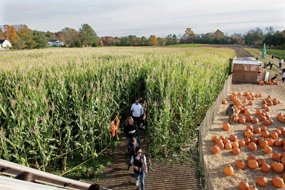 Visitors enjoy a corn maze n.