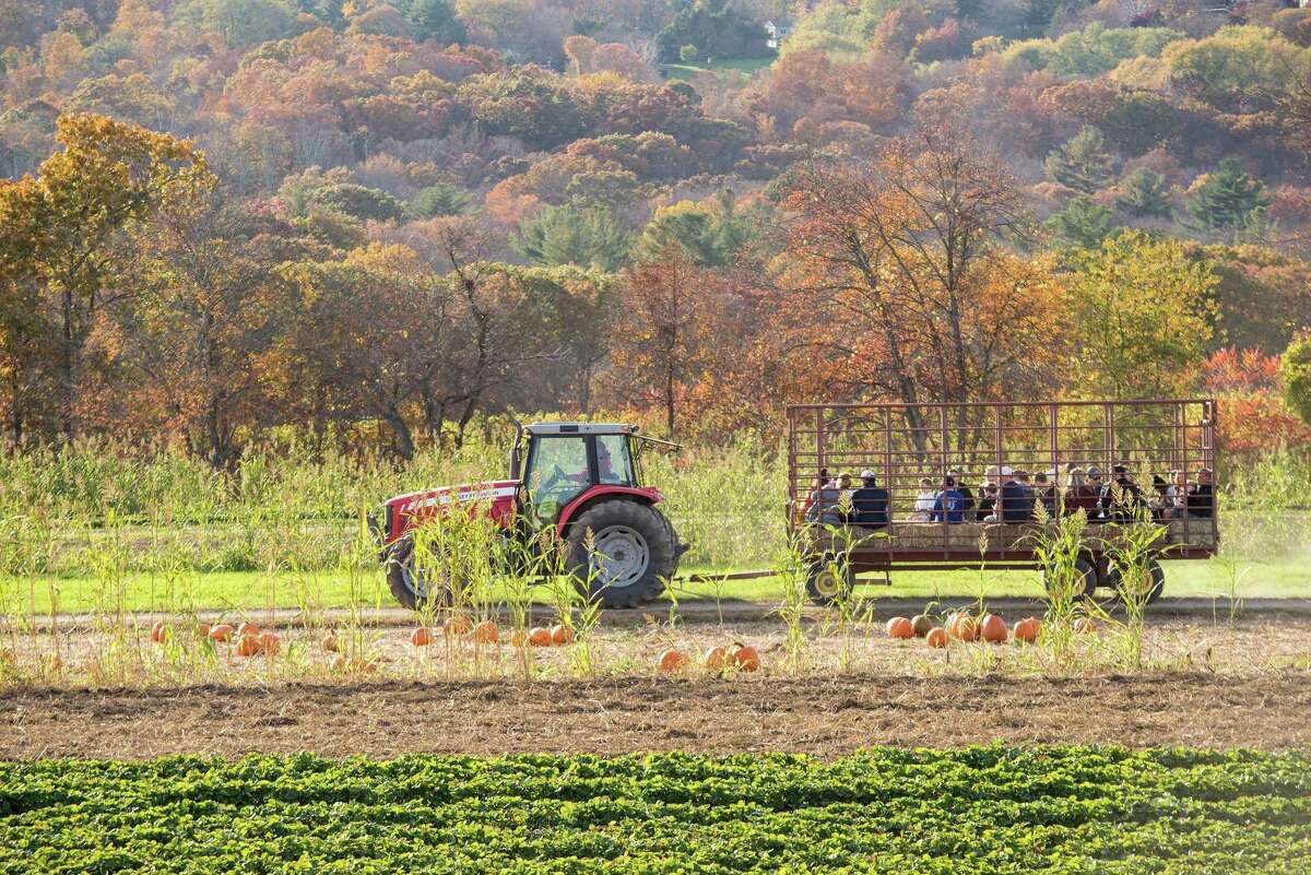 Visitors to Jones Family Farms in Shelton, Conn. enjoy a hayride on Saturday, Oct. 26, 2019 at the Children's Festival for UNICEF and an initiative for breast cancer awareness. Funds from the event will be shared with both UNICEF and the Valley Goes Pink program. Visitors to Jones Family Farms in Shelton, Conn. enjoy a hayride on Saturday, Oct. 26, 2019 at the Children’s Festival for UNICEF and an initiative for breast cancer awareness. Funds from the event will be shared with both UNICEF and the Valley Goes Pink program.