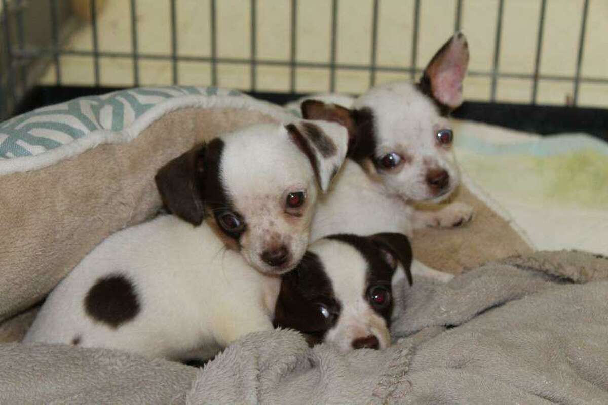 Police are looking for the culprit who abandoned 10 small dogs in private driveways across four towns in early September, according to the Stonington Police Department. The dogs, which were adults and puppies, appear to be Chihuahua mixes, police said.