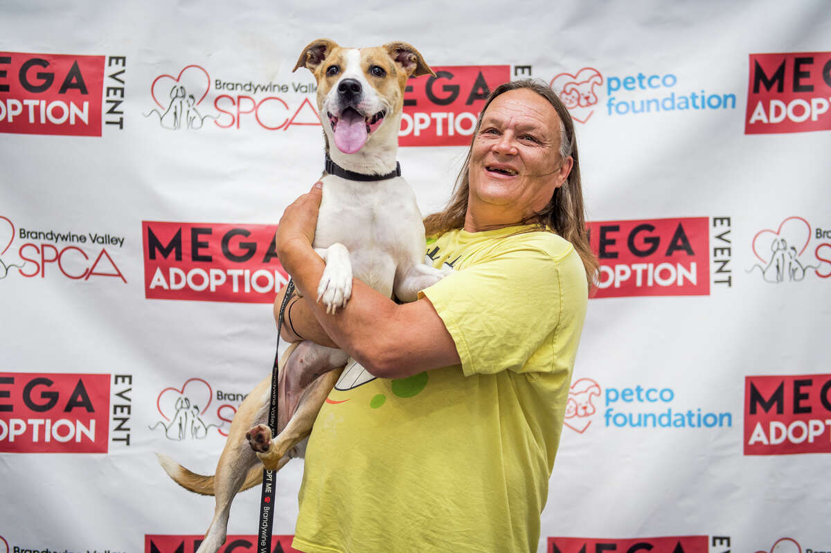 brandywine spca adoptable dogs