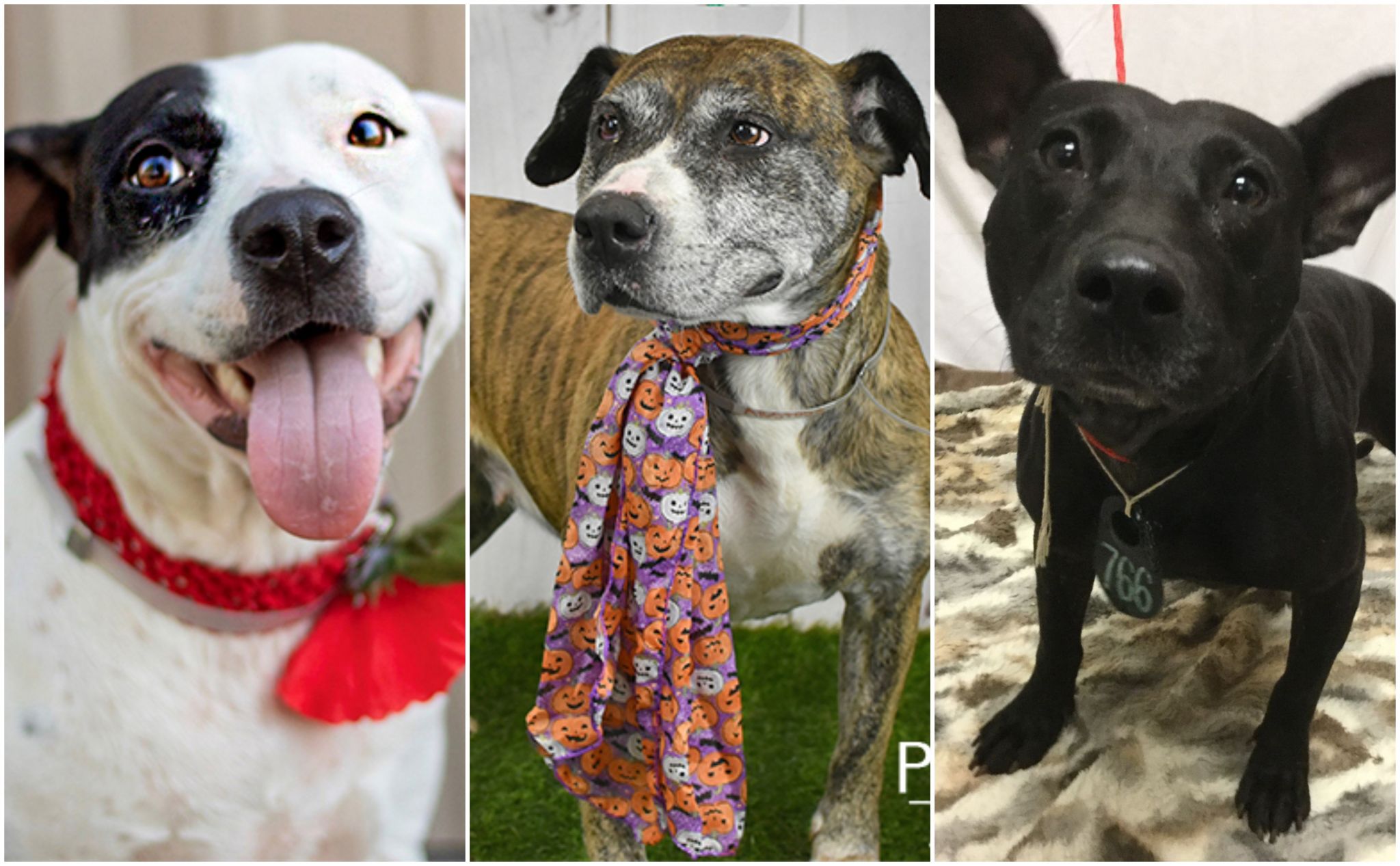 Houston's least adoptable dogs need forever homes, too