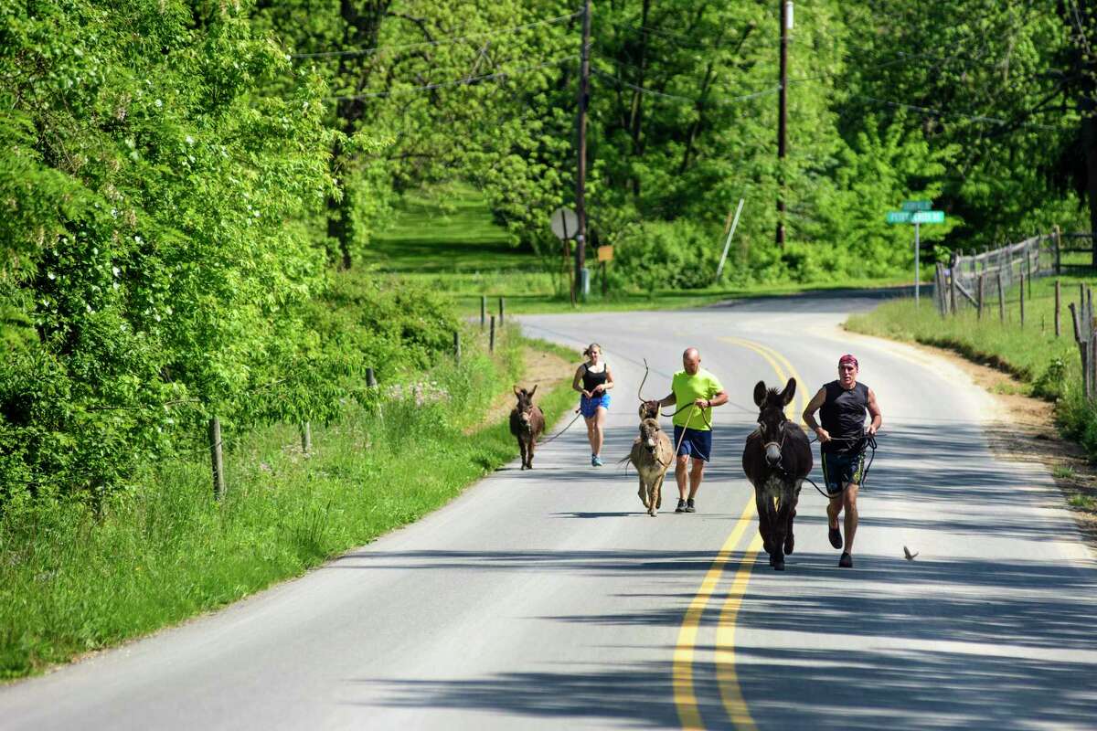 Christopher McDougall leads a donkey run through the Amish farmland in Peach Bottom, Pa., May 17, 2017. With the help of a neighbor, the McDougall restored his rescue donkey Sherman to health and has been jogging with him since. From right: McDougall, Don Korenkiewicz, and Ruby Rublesky run with Flower, Sherman, and Matilda, respectively. (Matt Roth/The New York Times) ORG XMIT: XNYT57