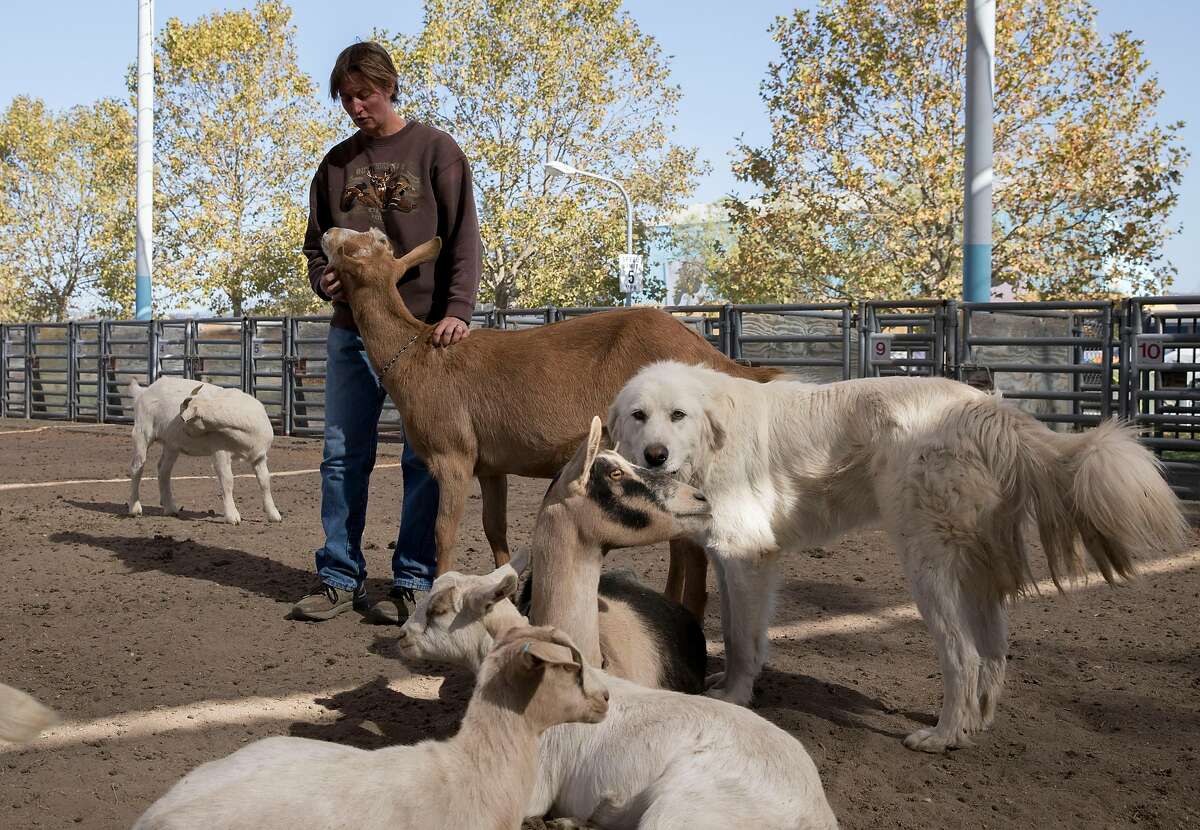 Kathleen Haase, owner of Big Bottom Farm in Guerneville, patrols gates as she watches over her one hundred evacuated goats being boarded at the Kincade Fire incident base at the Sonoma County Fairgrounds in Santa Rosa, Calif. Wednesday, Oct. 30, 2019.