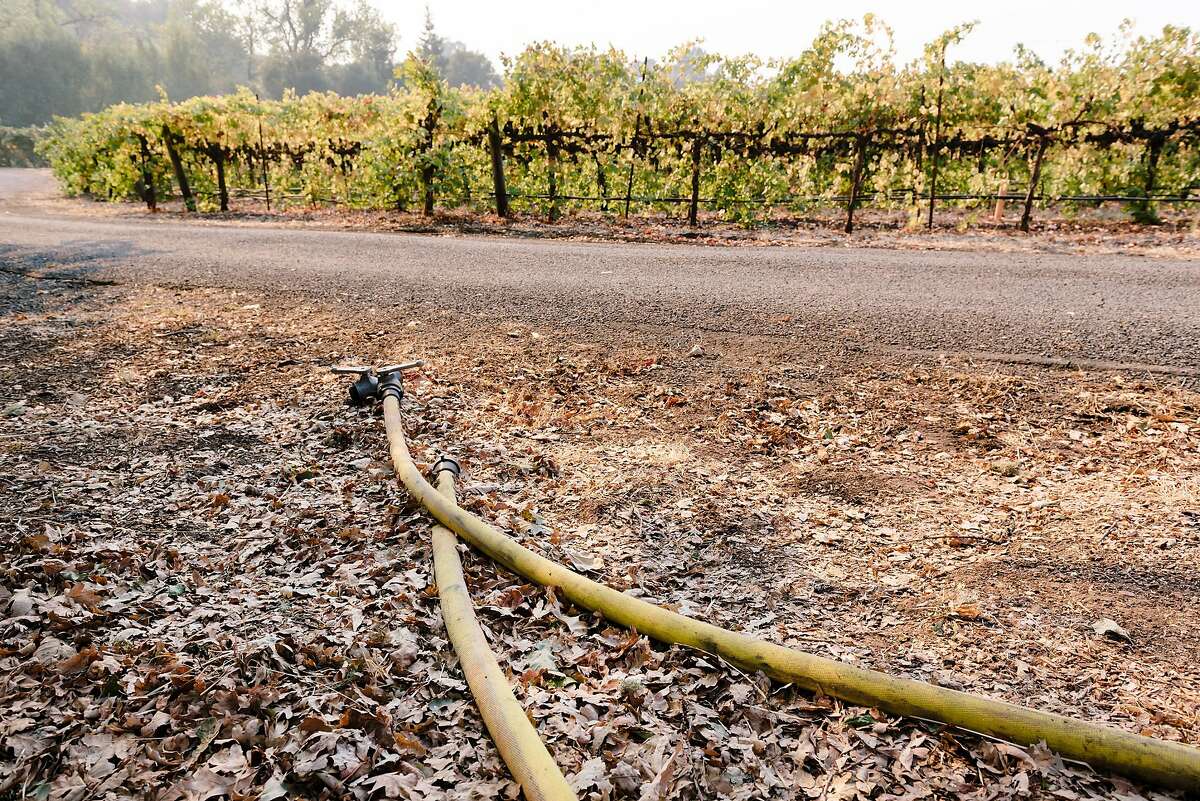 Fire hoses that were used try firefighters to fight back a recent encroachment by the Kincade Fire, lay near cabernet vines at Hafner Vienyards in Healdsburg, California, on Tuesday, Oct. 29, 2019.